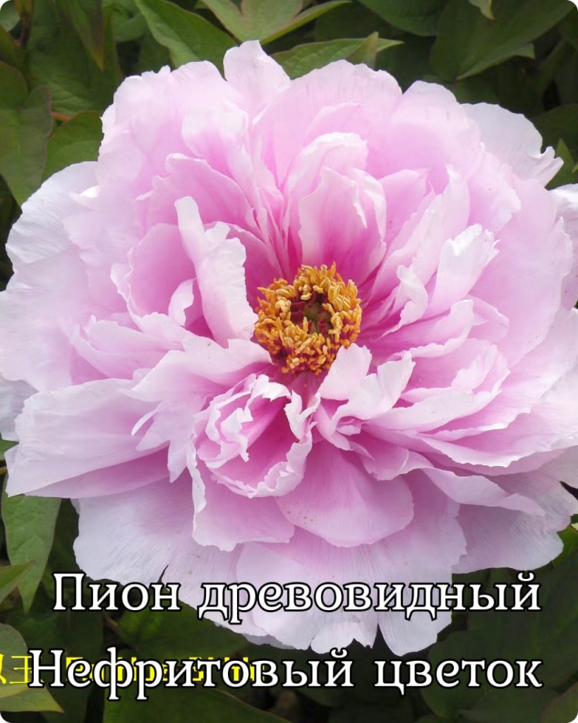 Пион древовидный (привитый на пион травянистый) Нефритовый цветок 