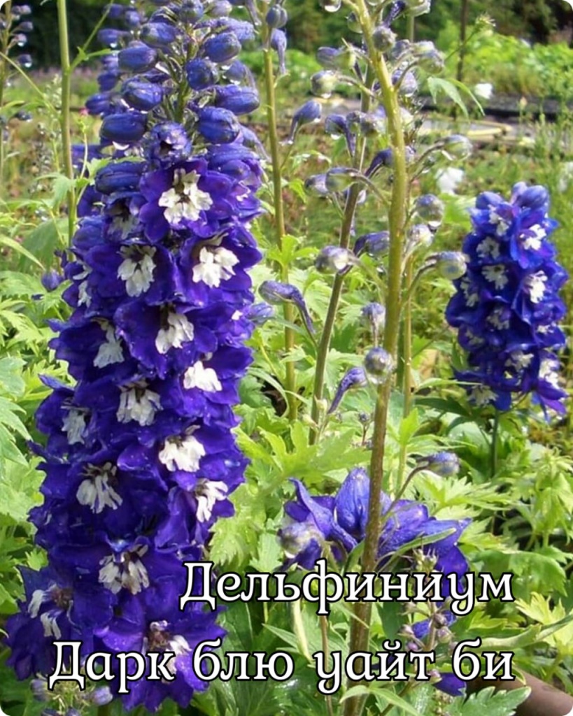 Дельфиниум Дарк Блю Уайт Би