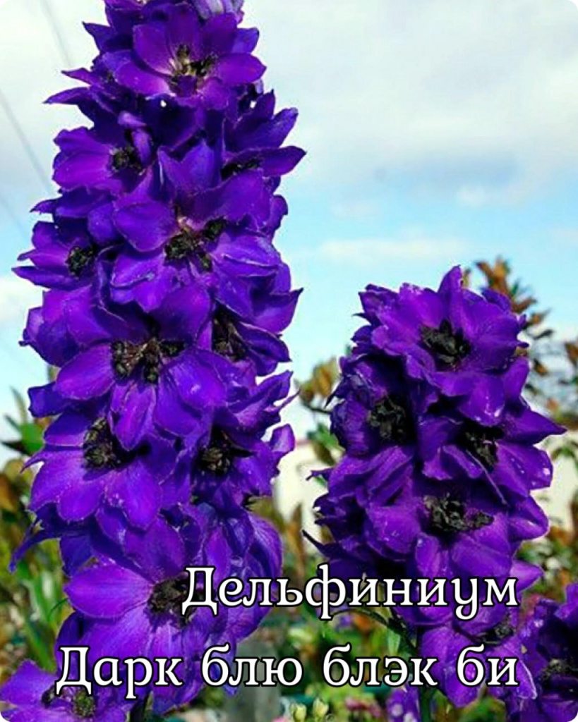Дельфиниум Дарк Блю Блэк Би