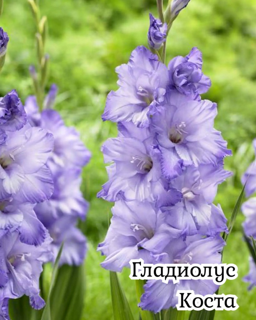Гладиолус Коста