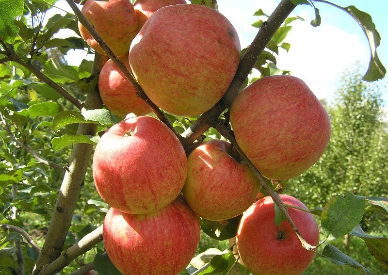 Саженцы яблони «Ханий крисп»