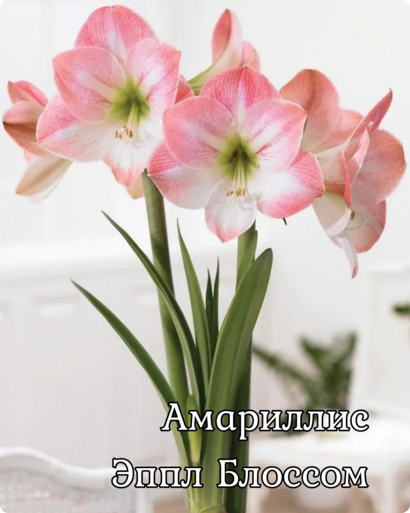 Амариллис Эппл Блоссом