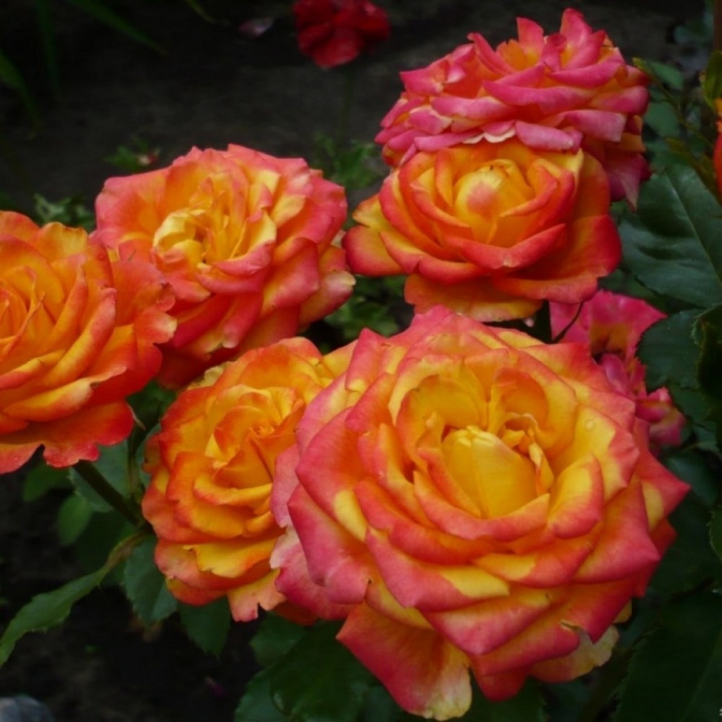 Роза флорибунда Циркус