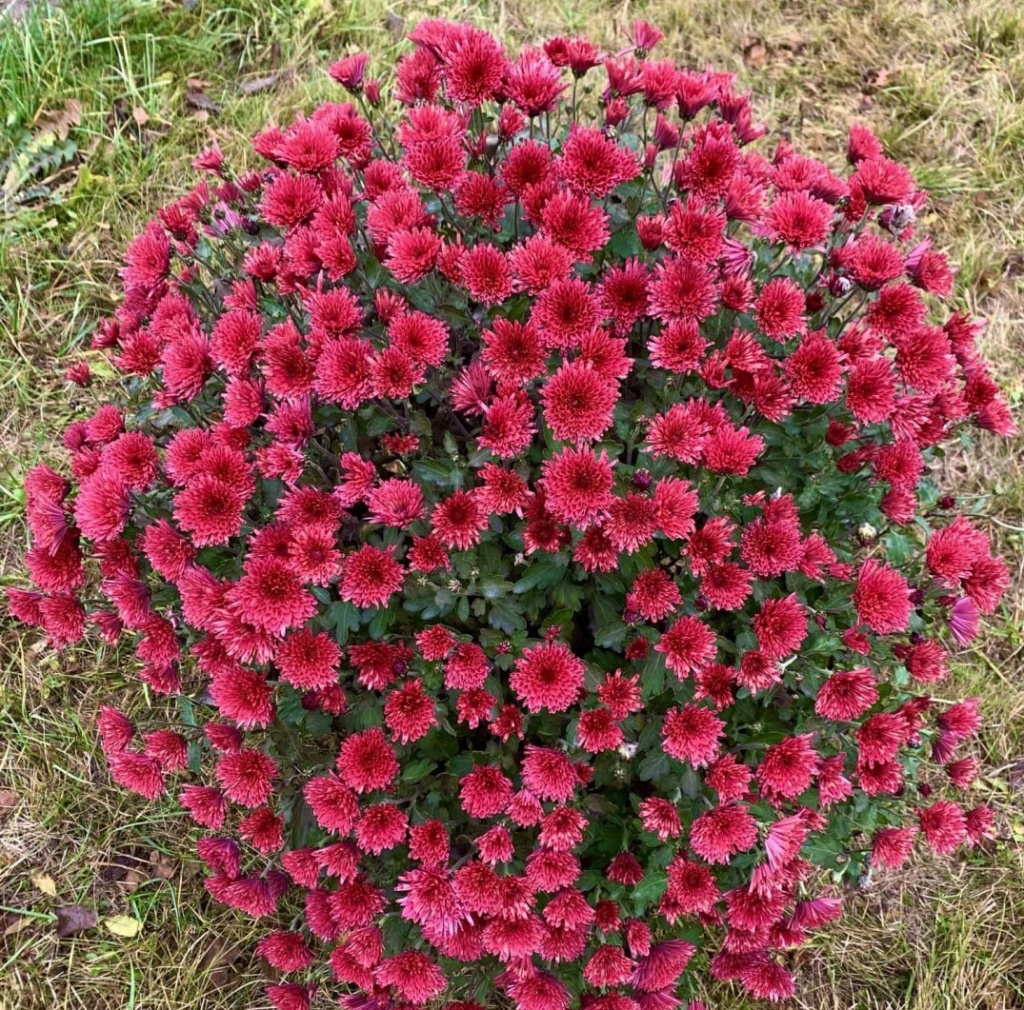 Хризантема Stella  (№76)