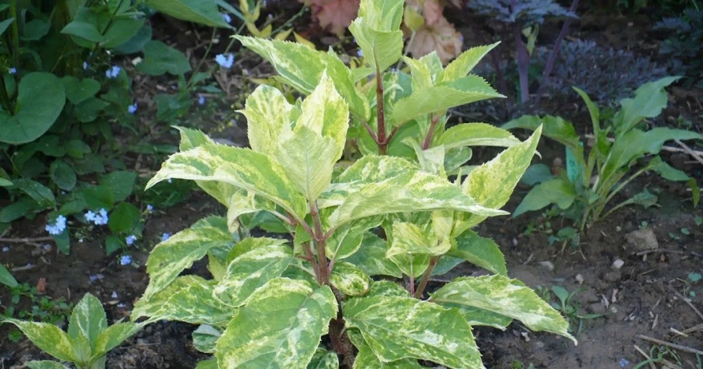 Гортензия метельчатая Шикоку Флеш 