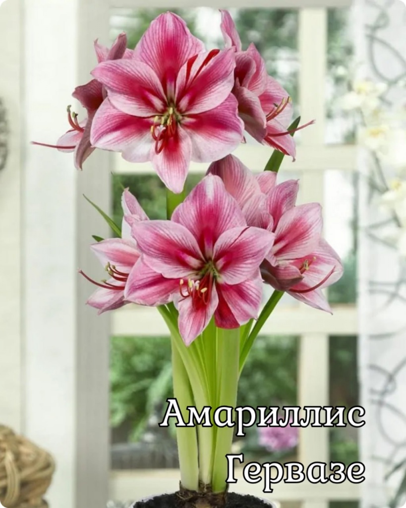 Амариллис Гервазе