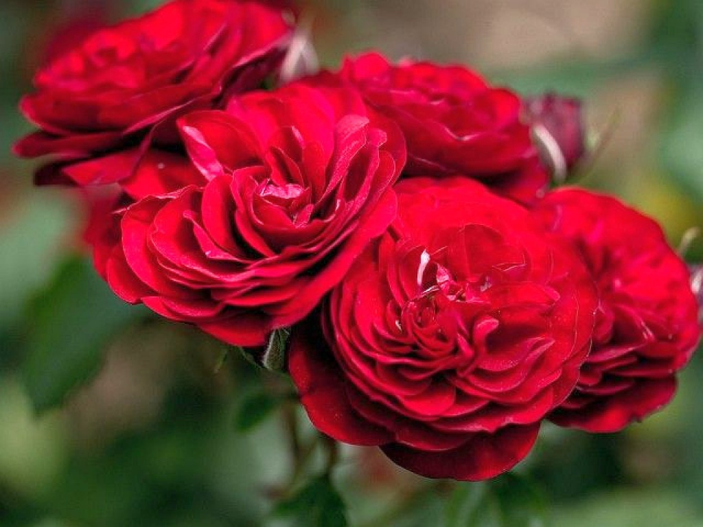 Роза флорибунда Лаваглут