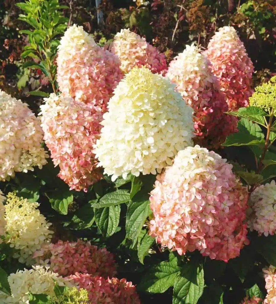 Гортензия метельчатая Пинк Шейд 