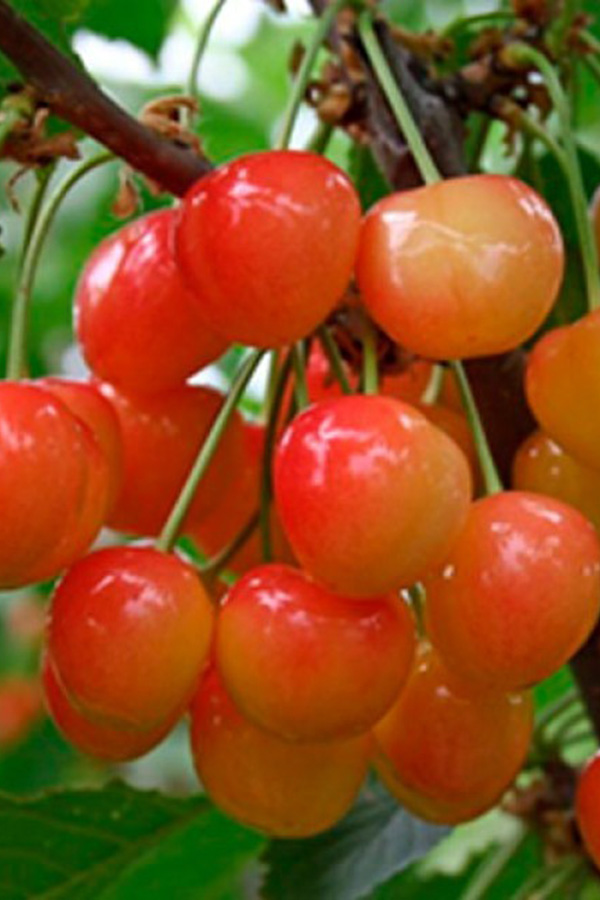 Саженцы черешни «Медуница»