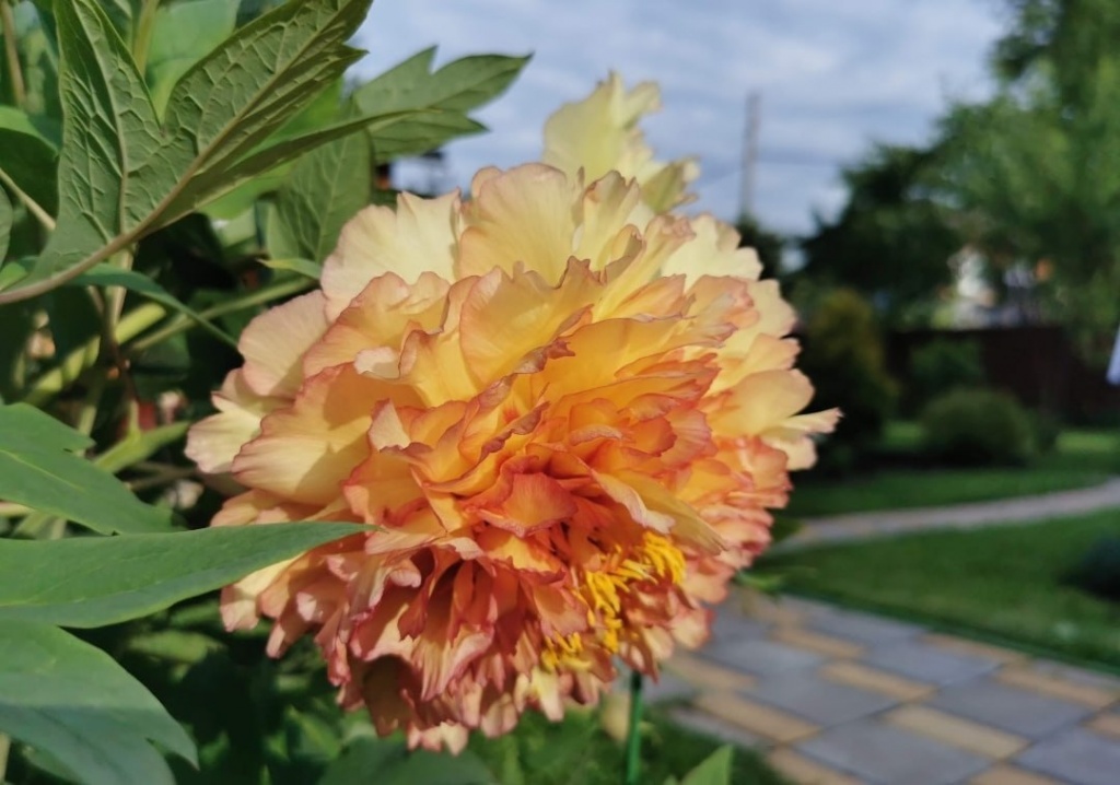 Пион древовидный (привитый на пион травянистый) Кинко