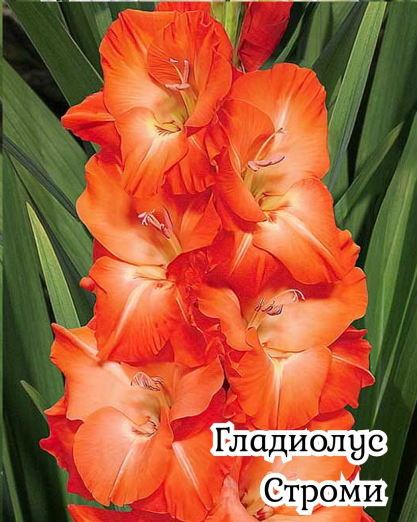 Гладиолус Строми