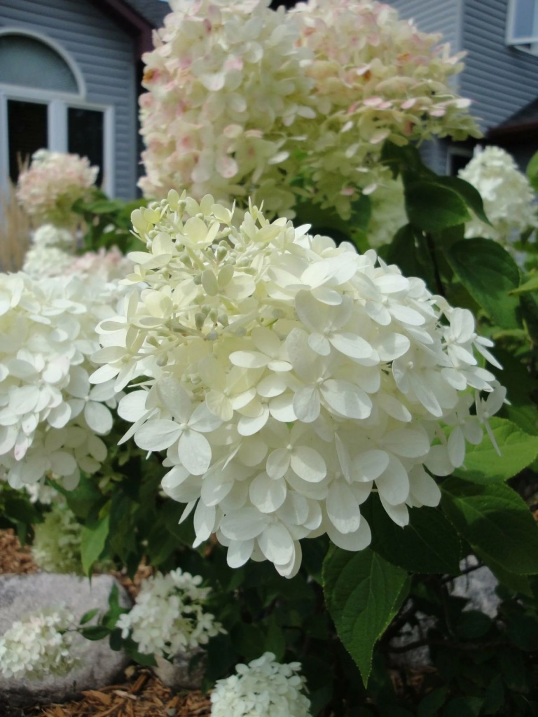 Гортензия метельчатая Уайт Лайт