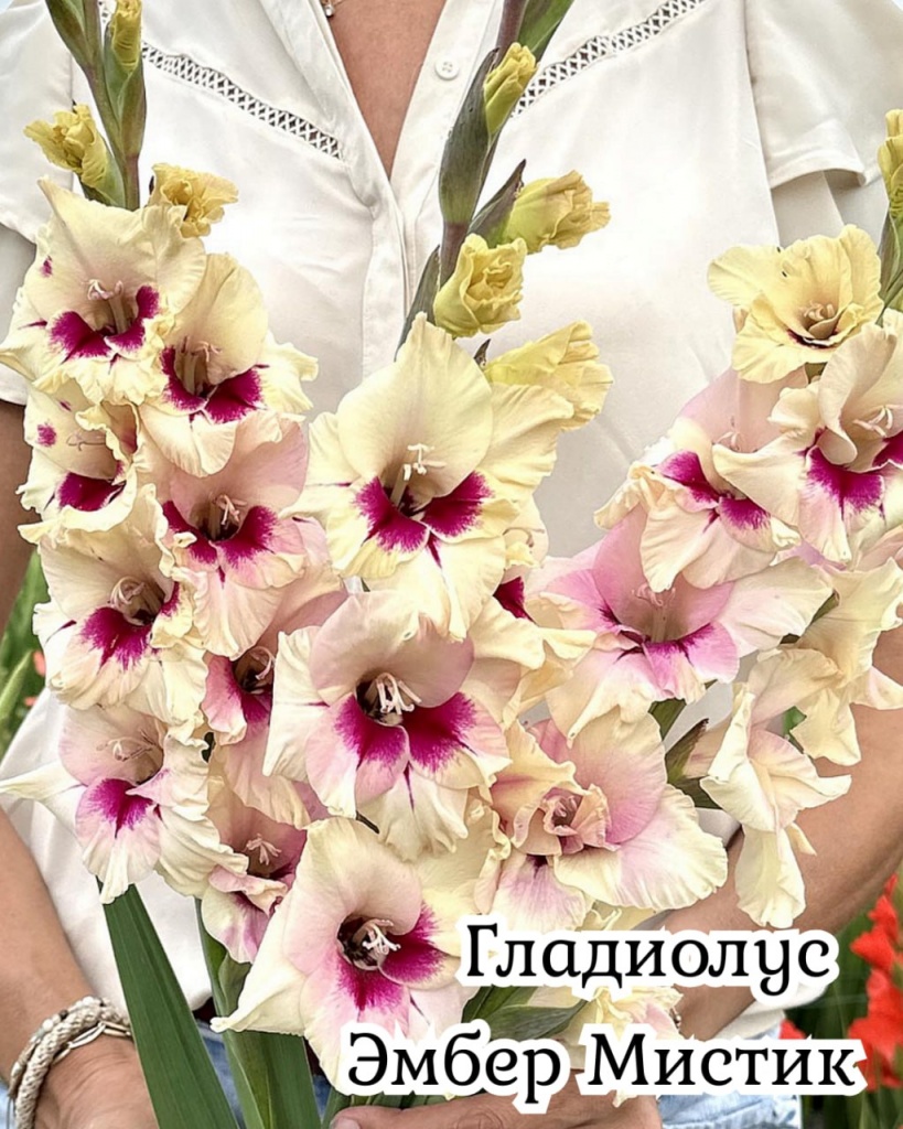 Гладиолус Эмбер Мистик