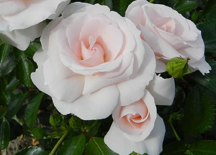 Роза флорибунда Аспирин