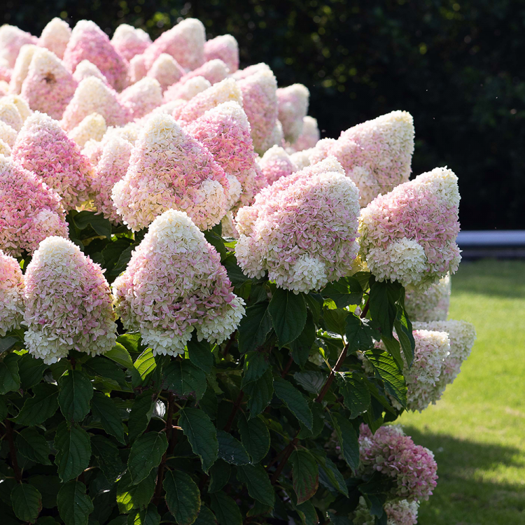 Гортензия метельчатая Саммер Лав