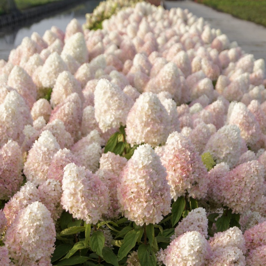 Гортензия метельчатая Мэджикал Свит Саммэр