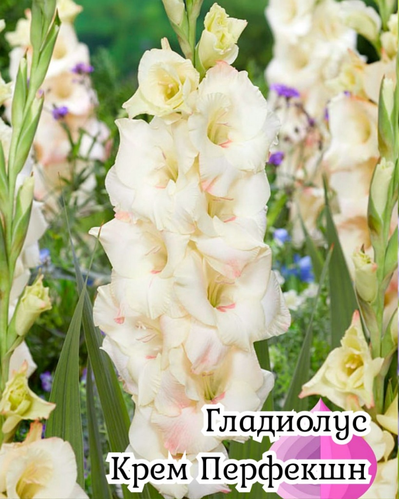 Гладиолус Крем Перфекшн