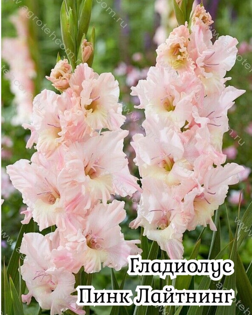 Гладиолус Пинк Лайтнинг