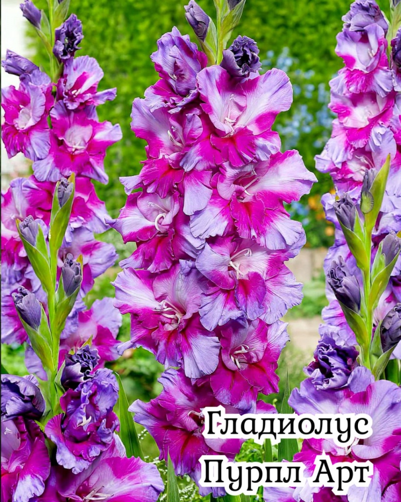 Гладиолус Пурпл Арт
