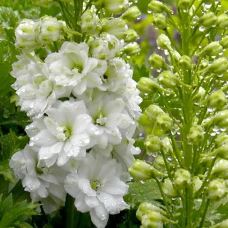 Дельфиниум Меджик Фонтейн Уайт