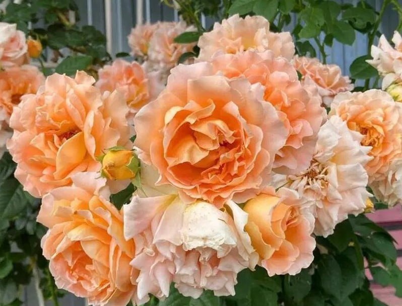 Роза плетистая Полька