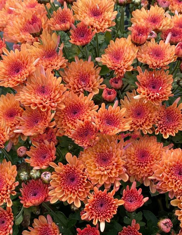 Хризантема Branhill Orange  (№62)