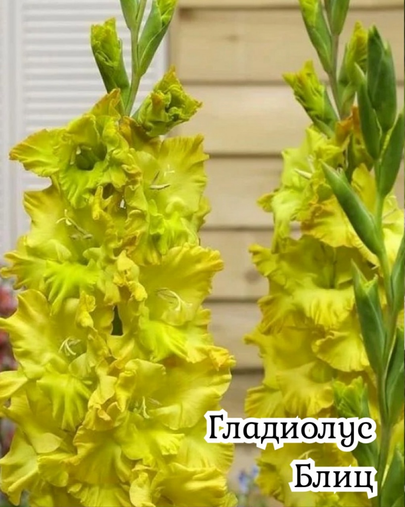 Гладиолус Блиц