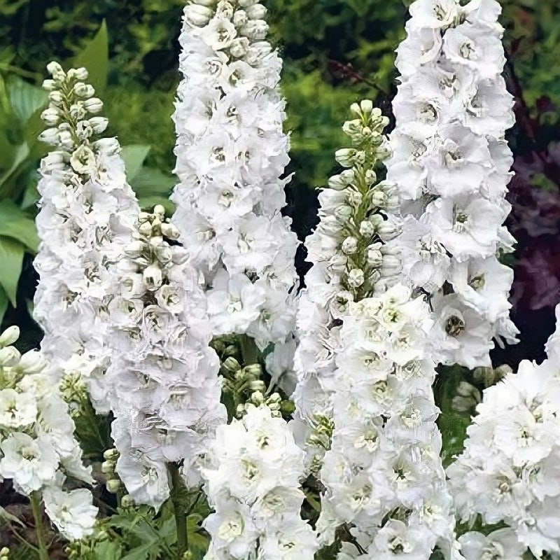 Дельфиниум Меджик Фонтейн Уайт