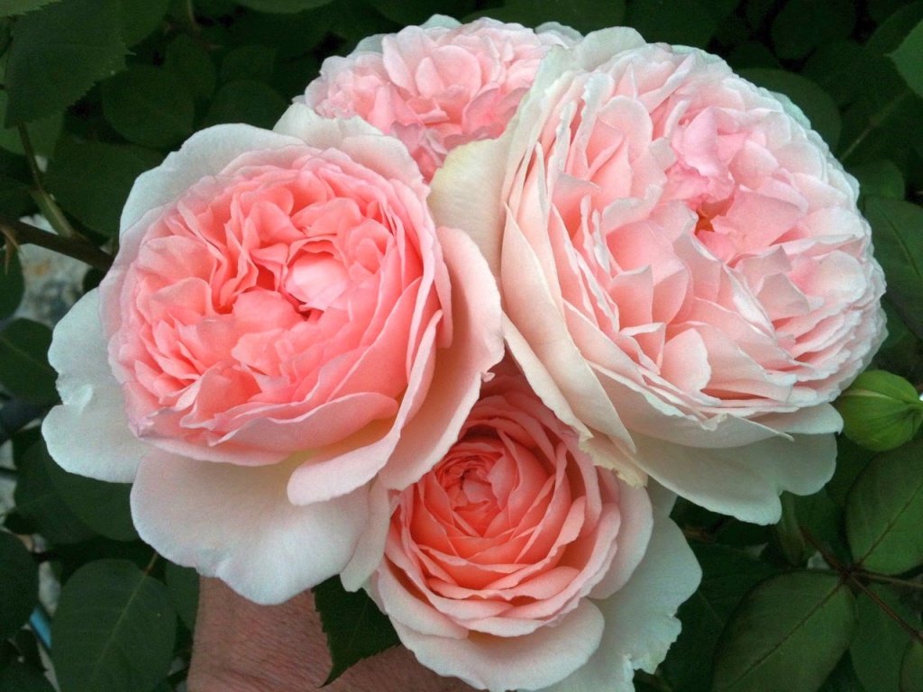 Роза флорибунда Мархензаубер