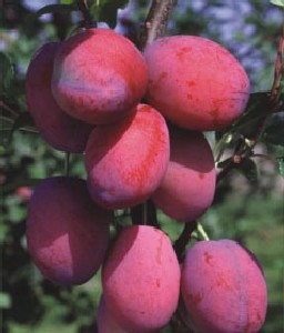 Саженцы сливы «Фаворито дель Султано»