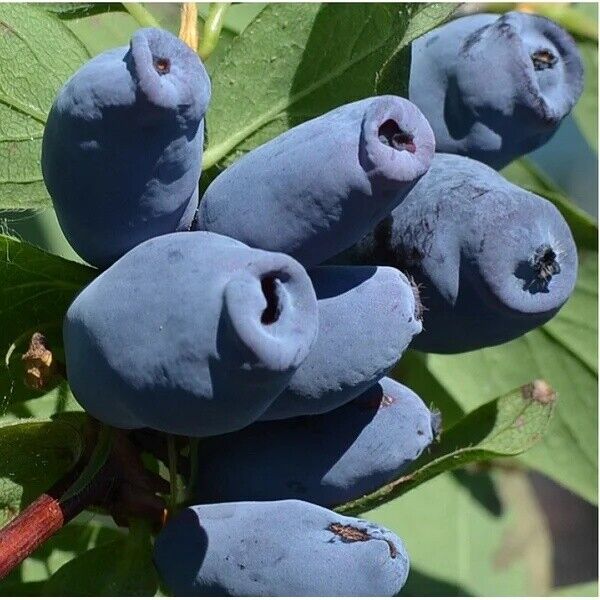 Жимолость Аврора