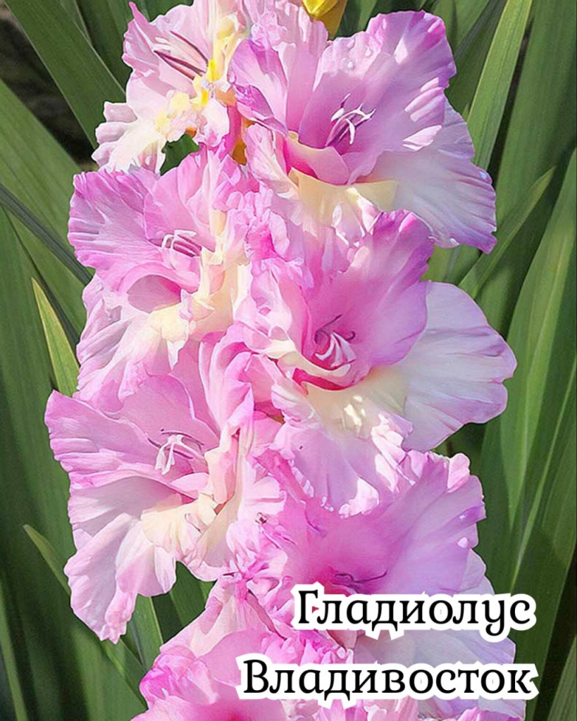 Гладиолус Владивосток