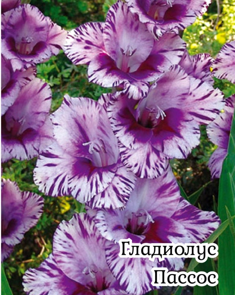 Гладиолус Пассос
