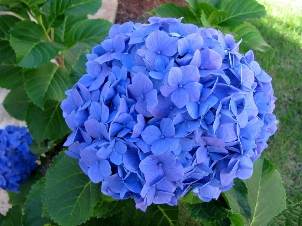 Гортензия крупнолистная Мини Пенни