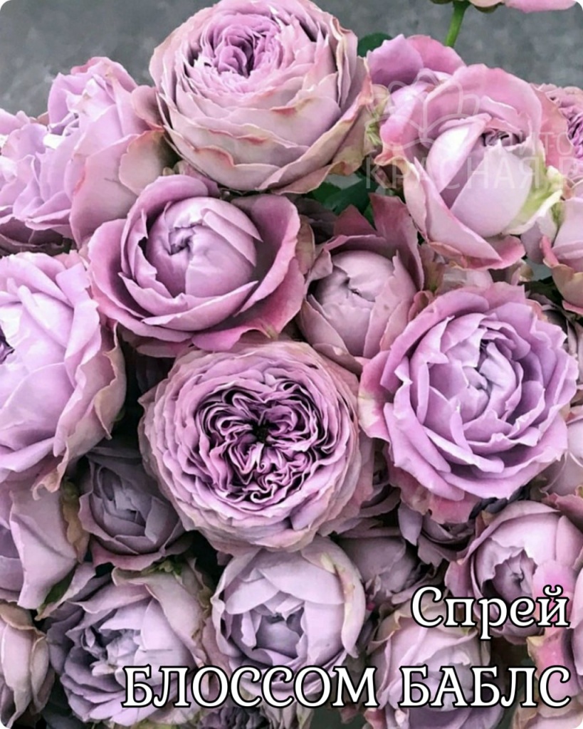 Роза Блоссом Баблс