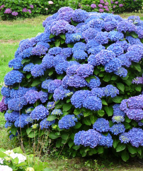 Гортензия крупнолистная Рената Штайнигер