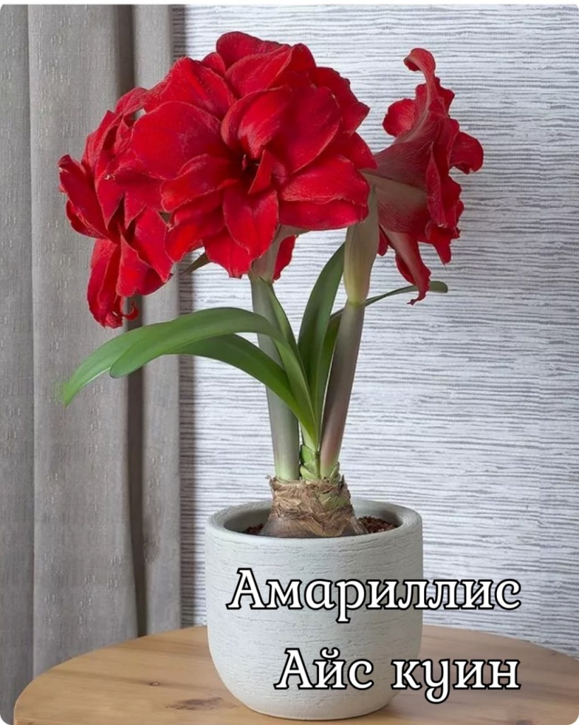 Амариллис Амарантия