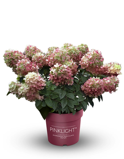 Гортензия метельчатая Пинклайт 