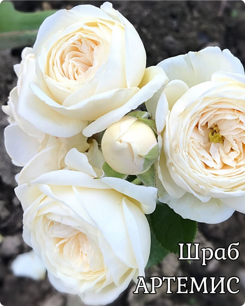 Роза Шраб Артемис