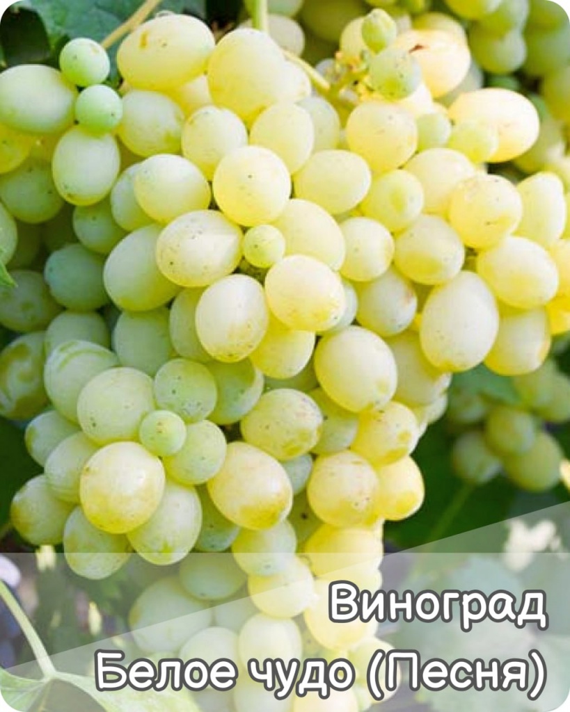 Виноград Белое чудо