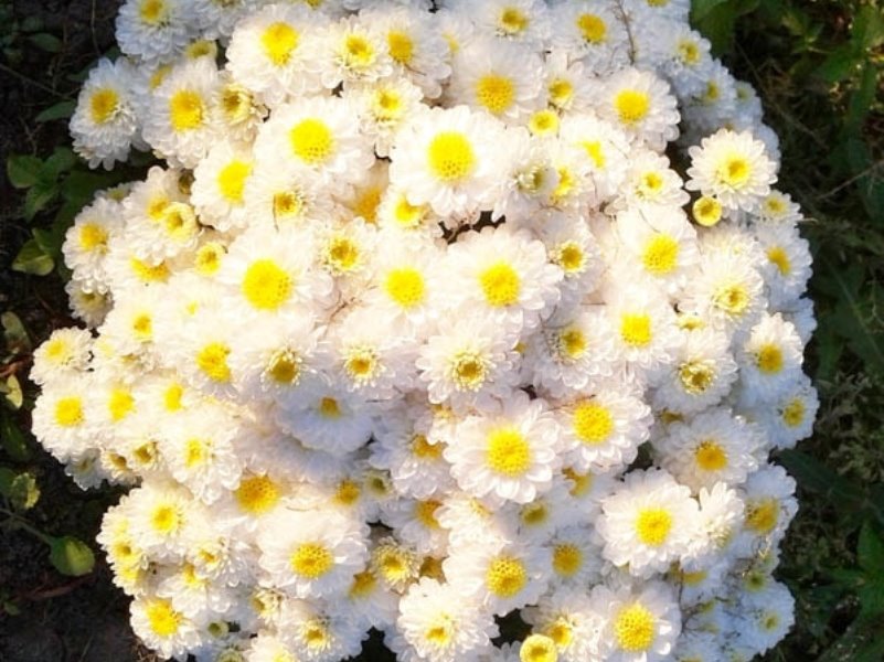 Хризантема Эльф (№1)