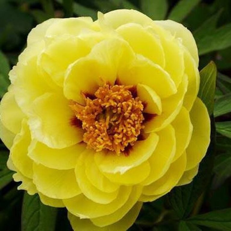 Пион древовидный (привитый на пион травянистый) Хай Нун