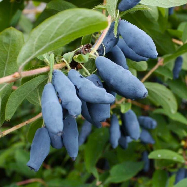 Жимолость Гордость Бакчара