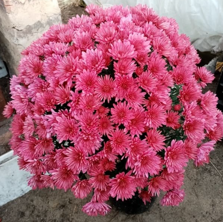 Хризантема Tuscany Pink