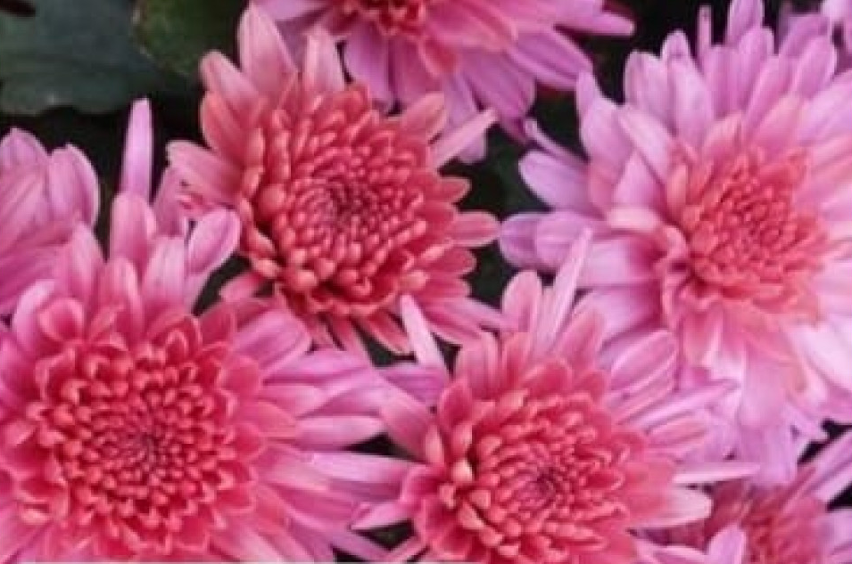 Хризантема Branhill Pink  (№63)