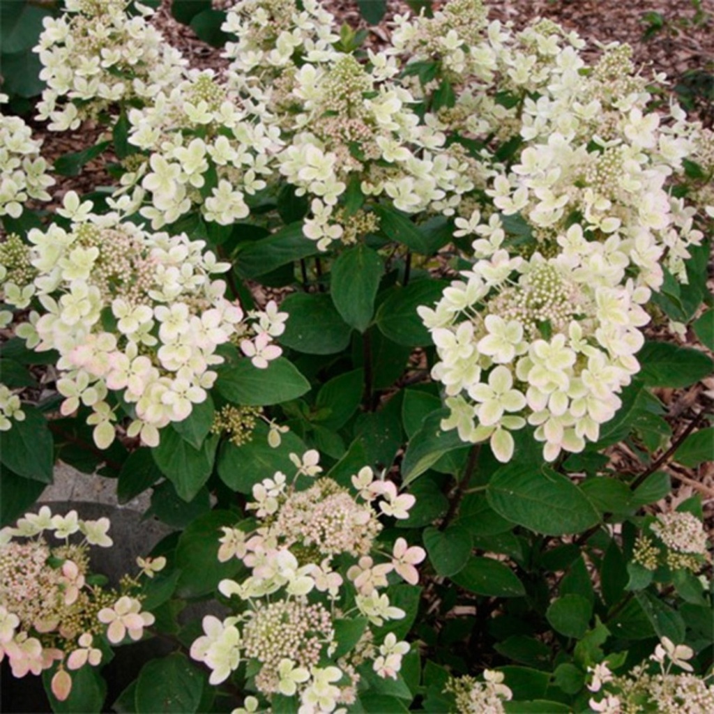 Гортензия метельчатая Пастель Грин