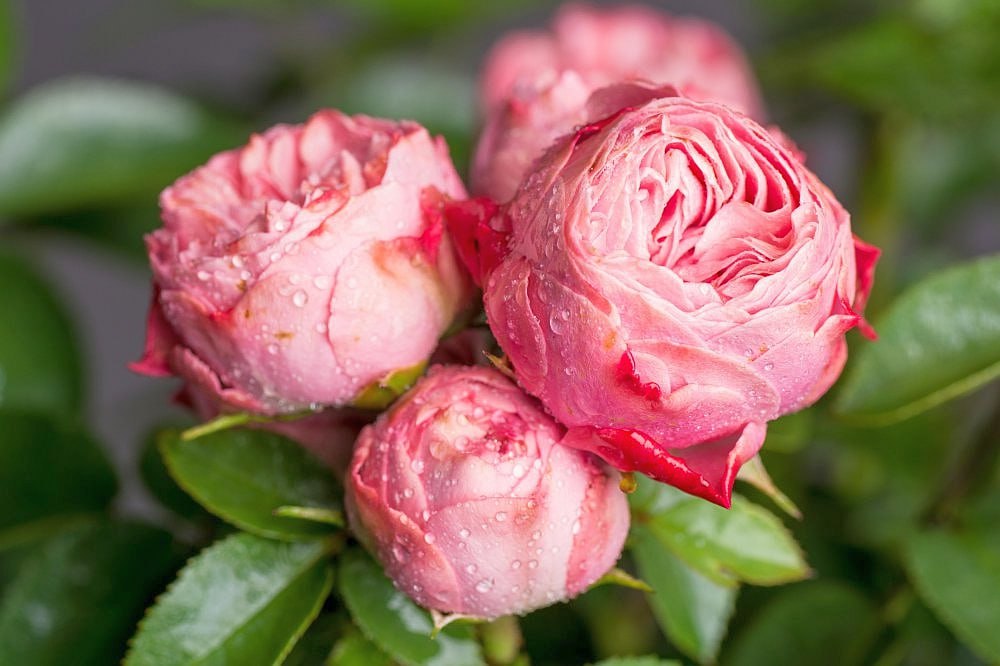 Роза спрей Плейфул Рококо