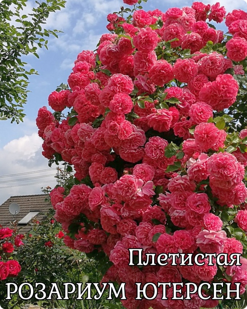 Роза плетистая Розариум Ютерсен