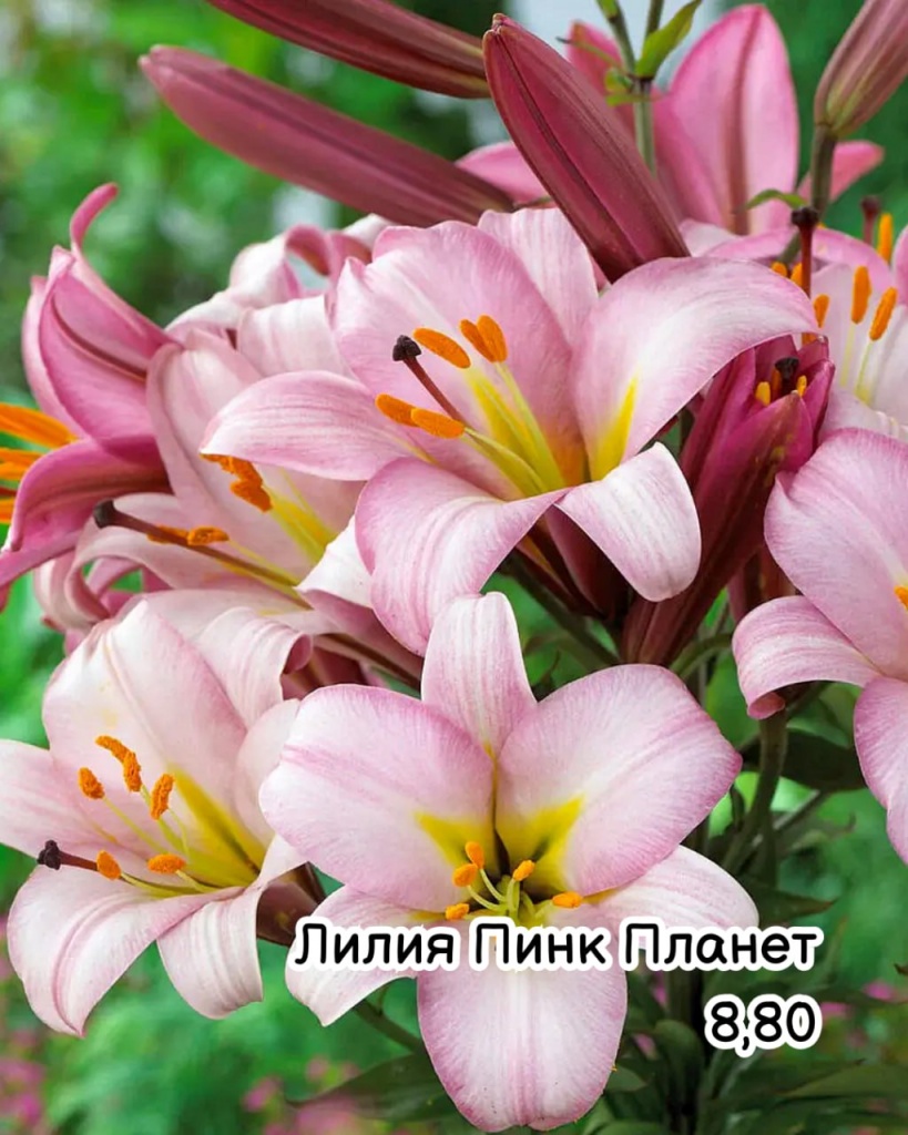 Лилия Пинк Планет