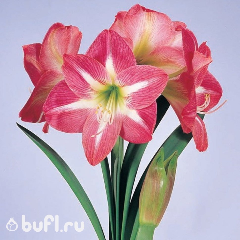 Амариллис Экспожур